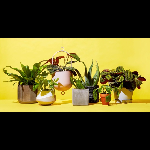 Meet your Posher, Blanca - Picture 1 of 1